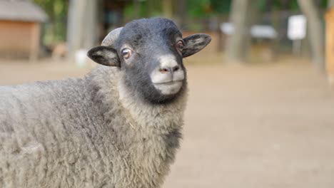 Close-up-portrait-of-cute-domestic-sheep-with-black-face-looking-at-camera