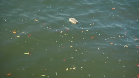 Garbage-floating-on-the-surface-of-the-water