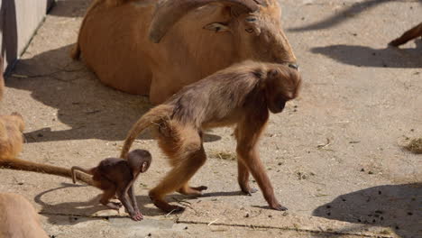 Mother-monkey-and-child-walk-together-through-the-zoo-enclosure