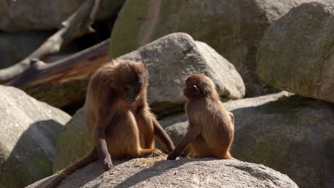 Affenmutter-Und-Kind-Sitzen-Auf-Stein-Im-Zoo-Und-Schauen-Sich-In-Schöner-Frühlingsmorgenstimmung-Um