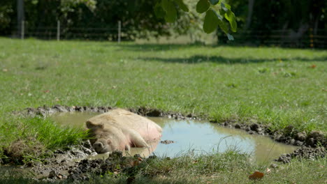 Glückliches-Schwein,-Das-Bei-Heißem-Sommerwetter-In-Einer-Schmutzpfütze-Liegt,-Um-Sich-Abzukühlen