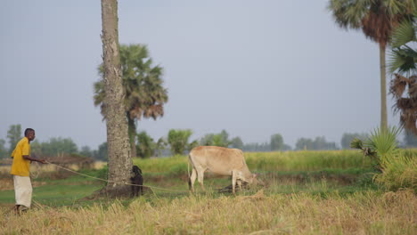 Pobre-Del-Pueblo-Con-Su-Vaca-Y-Su-Cabra-En-El-Campo---Vaca-Y-Buena-Alimentación-En-El-Campo-Por-Parte-Del-Granjero