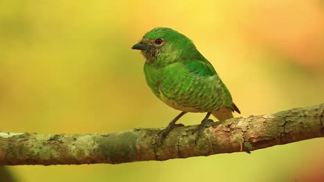 Nahaufnahme-Eines-Weiblichen-Grünen-Tersina-Vogels,-Der-Auf-Einem-Ast-Sitzt-Und-Die-Umgebung-Beobachtet