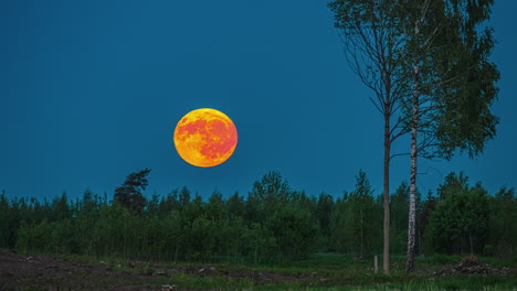 Close-Up-Timelapse-of-a-Supermoon-Glowing-Yellow-as-it-Sets-Behind-a-Forest-Landscape-in-Latvia