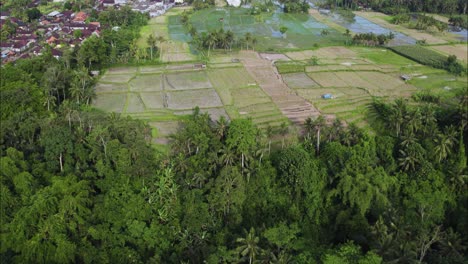 Tropical-Jungle-Rice-Terraces-Farm-in-Ubud,-Bali,-Indonesia---Aerial