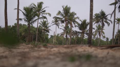 Tropical-Landscape---Slow-shot-of-palm-trees