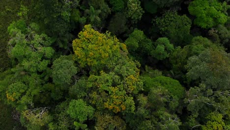 Amazonia-Ecuatoriana-Expedition:-A-bird's-eye-view-over-the-treetops