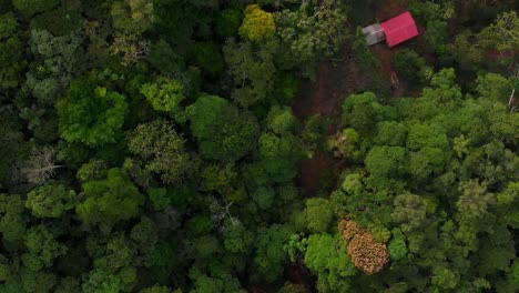 Flug-über-Die-Baumwipfel-Des-Dschungels-Im-Ecuadorianischen-Amazonasgebiet