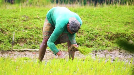 A-Local-Farmer-Planting-Rice-Seeds-At-Cultivated-Agricultural-Land-In-Bangladesh