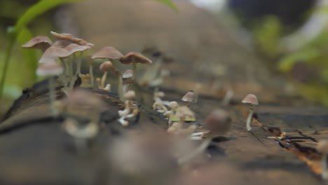Mushrooms-on-Log---Slow-Panning-Shot