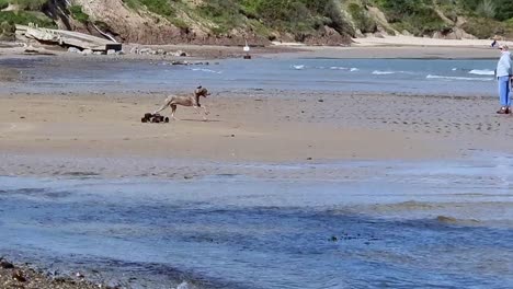 Macho-Joven-De-Carreras-De-Coches-Modelo-De-Rally-Eléctrico-En-La-Soleada-Playa-De-Arena-Con-La-Familia