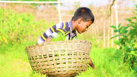 Boy-working-on-a-farm-cuts-the-grass-with-a-scythe-and-puts-it-in-a-basket,-child-labor