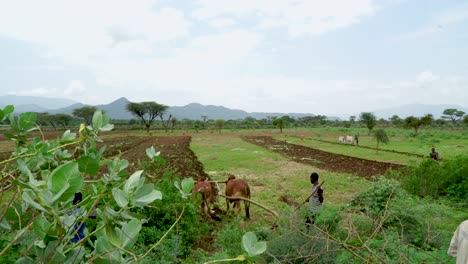 Local-Ethiopian-Farmers-With-Cows-Plowing-Field-Near-Omo-Valley,-Ethiopia