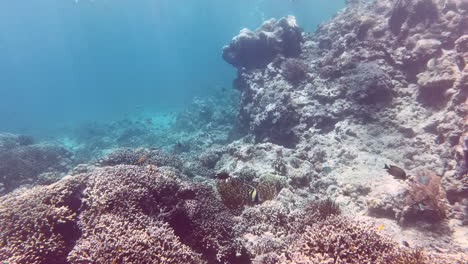 Impresionante-Acantilado-De-Coral-Y-Peces-De-Colores-Brillantes-Mientras-Practica-Snorkel-En-Las-Aguas-Cristalinas-Del-Mar-De-La-Isla-De-Pulau-Menjangan,-Bali,-Indonesia