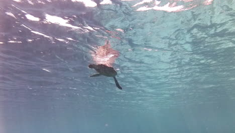 Karettschildkröte-Schwebte-Im-Klaren,-Blauen-Ozean-Rund-Um-Indonesien