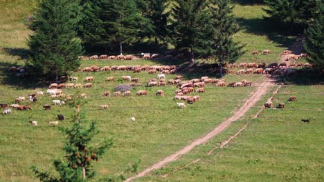 Sheep-Herd-Walking-In-The-Field-With-Fir-Trees-On-A-Sunny-Day
