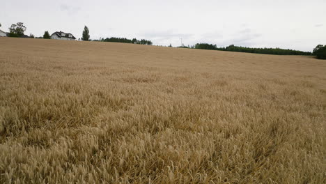 Goldene-Landwirtschaftliche-Felder-Mit-Reifen-Weizenernten,-Die-In-Ostnorwegen-Zur-Ernte-Bereit-Sind