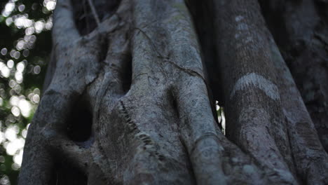 Close-up-of-bark-and-aerial-roots-from-strangler-fig-tree