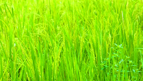 Reisgrüne-Wiese-Schwankt-Mit-Starkem-Wind,-Der-Tagsüber-In-Bangladesch-Auf-Grünen-Reisfeldern-Weht