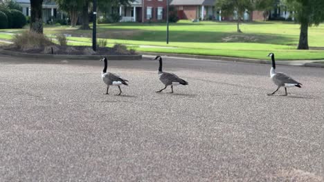 Geese-walking-across-the-road-4k-30fps