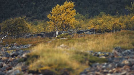 Eine-Herbstlandschaft-Der-Norwegischen-Tundra