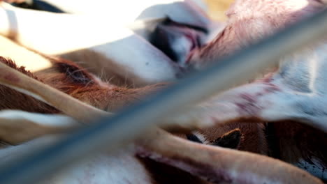 Close-up-on-bloodied-carcasses-of-hunted-springbuck-being-unloaded-from-truck