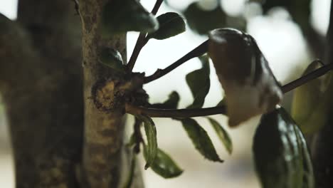 Glänzende,-Wachsartige-Blätter-Eines-In-Portugal-Beheimateten-Baumes