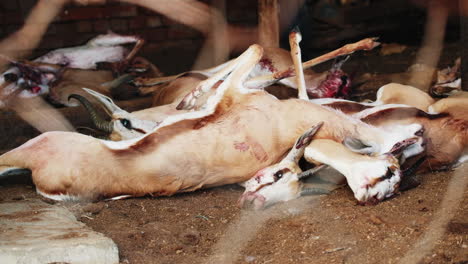 Farm-workers-laying-down-springbuck-carcasses-after-hunting-expedition