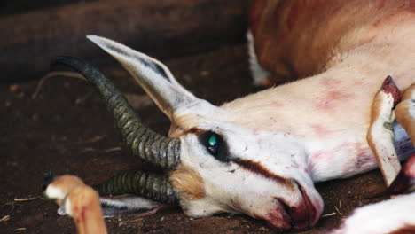 Head-with-horns-of-hunted-springbuck-ram-lying-on-soil-on-Karoo-hunting-farm