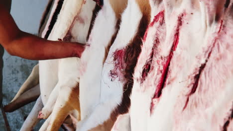 Farm-worker-with-knife-cleaning-out-intestines-and-insides-of-springbuck-stomach