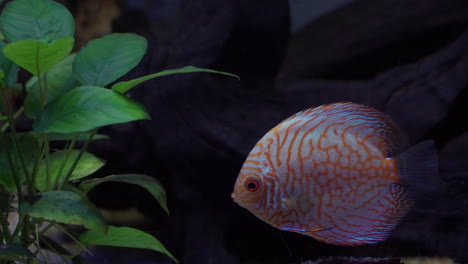 Peces-Symphysodon-Discus-En-El-Acuario-De-Daejeon---Peces-Tropicales-Del-Río-Amazonas