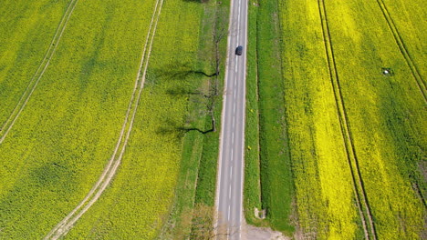 Road-Through-A-Landscape-Of-Wheat-And-Rapeseed-Fields---aerial-shot