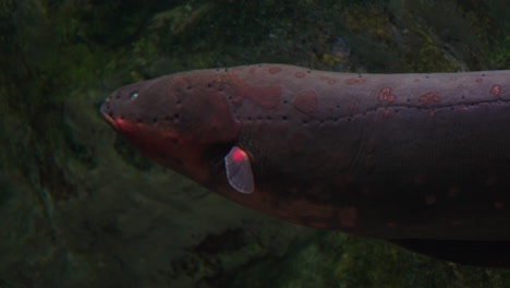 Nahaufnahme-Eines-Zitteraals,-Der-Im-Daejeon-Aquarium,-Südkorea,-Schwimmt