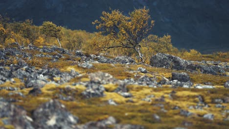 Birch-trees-covered-in-yellow-in-the-autumn-tundra-landscape