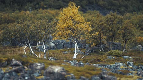 Eine-Mit-Gelben-Blättern-Bedeckte-Birke-Sticht-Aus-Der-Kargen-Tundralandschaft-Hervor