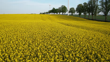 Field-Of-Beautiful-Golden-Flower-Of-Rapeseed---aerial-drone-shot