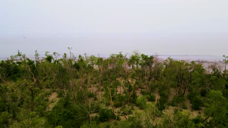Vuele-Sobre-El-Bosque-De-Manglares-De-Sundarban-Cerca-De-La-Playa-De-Kuakata-Con-Marea-Baja-En-La-Costa-De-Kuakata,-Distrito-De-Patuakhali,-Bangladesh