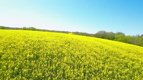 Aerial-POV-Flying-Over-Yellow-Field-Of-Blooming-Rapeseed-With-A-Blue-Sky