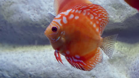 Taubenblutorange-Symphysodon-Diskusfische-Im-Daejeon-Aquarium-–-Schwimmbewegung-Aus-Nächster-Nähe-Verfolgen