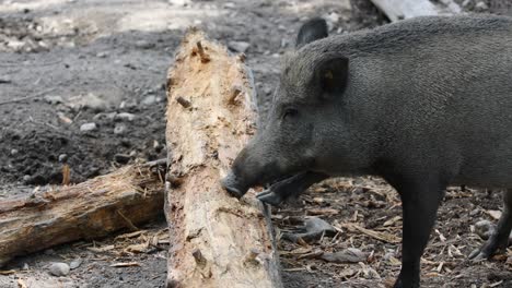 Close-up-shot-of-black-boar-biting-on-wooden-tree-on-the-ground-in-zoo,-slowmotion