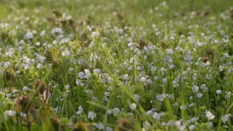 Small-white-spring-flowers-in-grass-lawn-during-sunny-evening