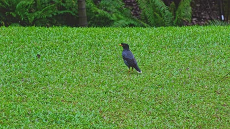 Un-Pájaro-Myna-Común-O-Indio-En-Un-Campo-De-Hierba-En-El-Centro-De-Singapur