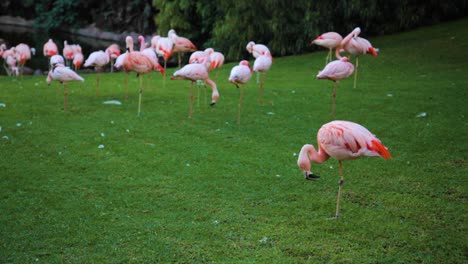 Rosa-Flamingos-Im-Zoo-Von-Auckland-In-Neuseeland