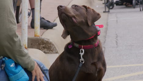 Frau-Mittleren-Alters-Streichelt-Labrador-Hund,-Während-Sie-Auf-Dem-Bürgersteig-Sitzt
