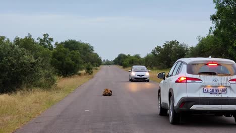 Coches-Esquivando-Animales-En-La-Pista-En-El-Parque-Nacional-Kruger,-Sudáfrica