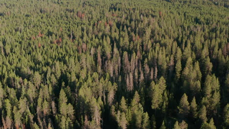 Aerial-shot-descending-into-dense-pine-forest