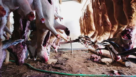 Slaughtered-springbuck-hanging-in-shed-on-farm,-Karoo-hunting