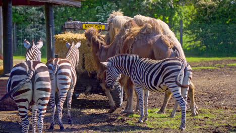 El-Cuidador-Del-Zoológico-Alimenta-Con-Heno-A-Una-Selección-De-Animales.