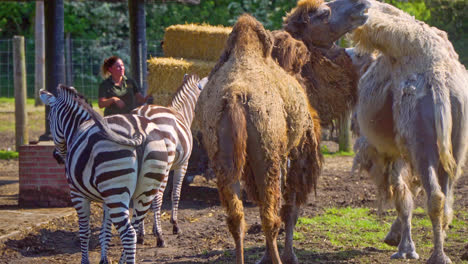 Zookeeper-feeding-hay-to-a-selection-of-animals