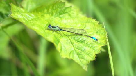 Neon-blue-Dragonfly-resting-on-a-leaf-in-the-warm-summer-sunlight,-Lincolnshire,-UK